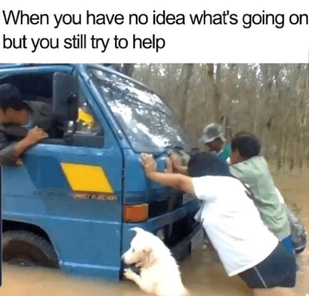 Pawsitively Hilarious Dog Memes