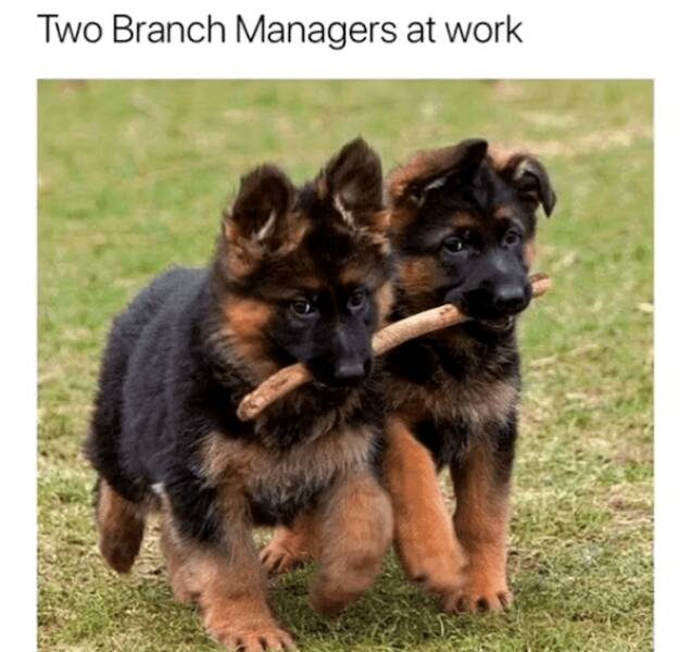 Pawsitively Hilarious Dog Memes