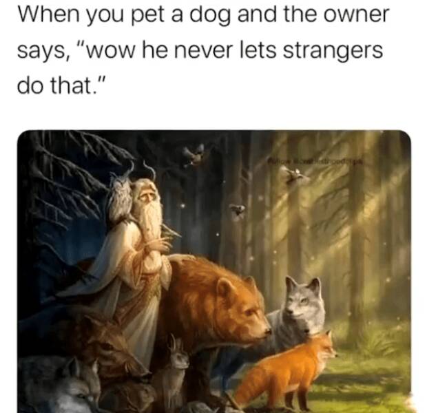 Pawsitively Hilarious Dog Memes