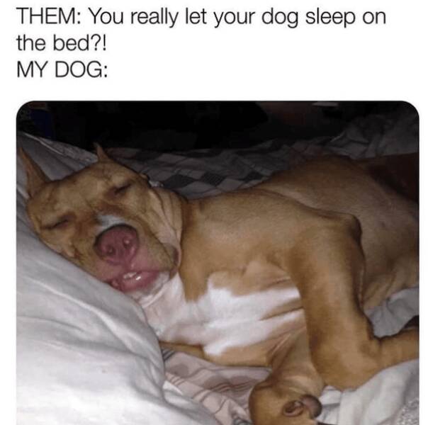 Pawsitively Hilarious Dog Memes