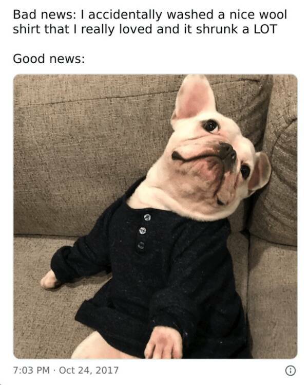 Pawsitively Hilarious Dog Memes