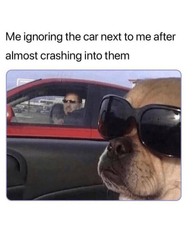 Pawsitively Hilarious Dog Memes