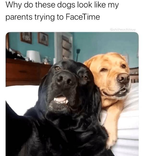 Pawsitively Hilarious Dog Memes