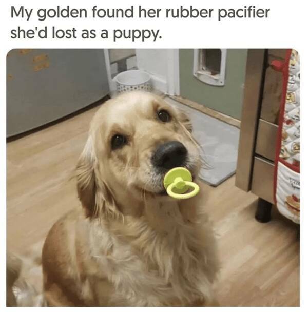 Pawsitively Hilarious Dog Memes