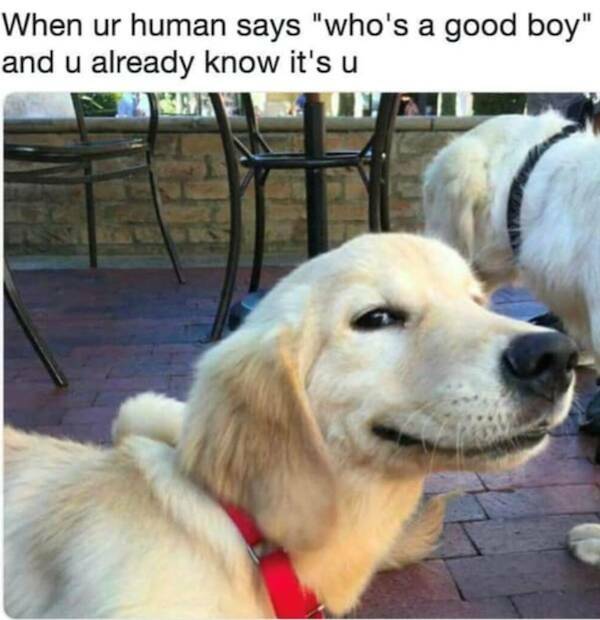 Pawsitively Hilarious Dog Memes