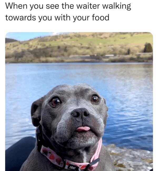 Pawsitively Hilarious Dog Memes