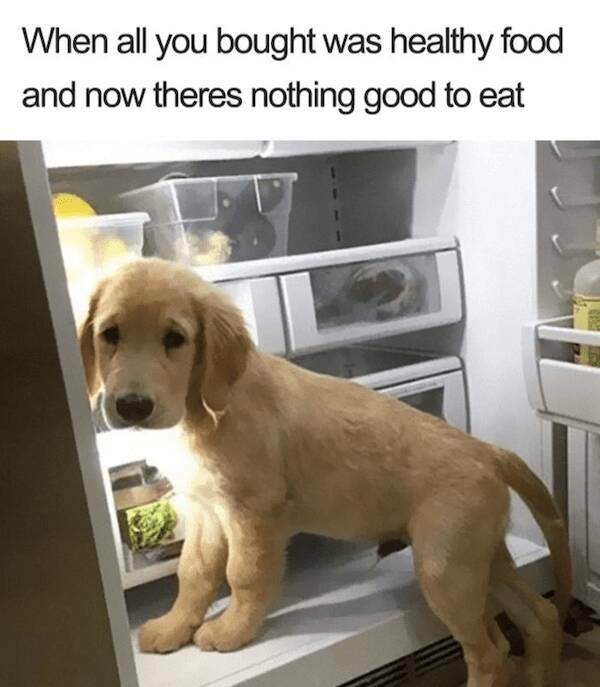 Pawsitively Hilarious Dog Memes