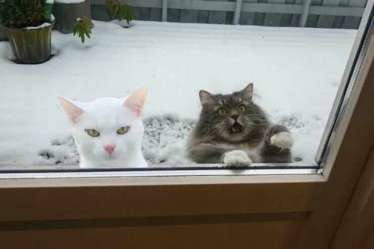 The Web Is Still Weird—and Hilarious