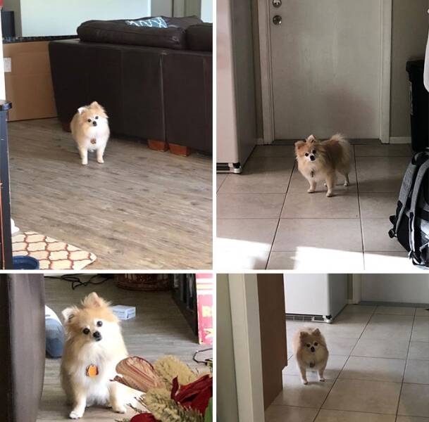 The Web Is Still Weird—and Hilarious