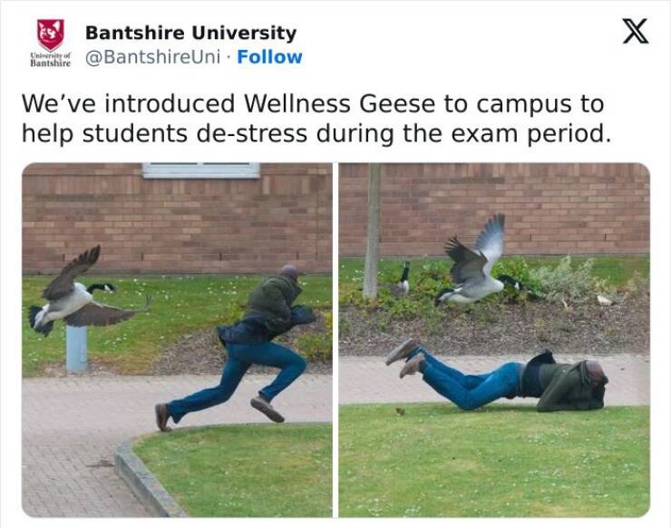 The Web Is Still Weird—and Hilarious