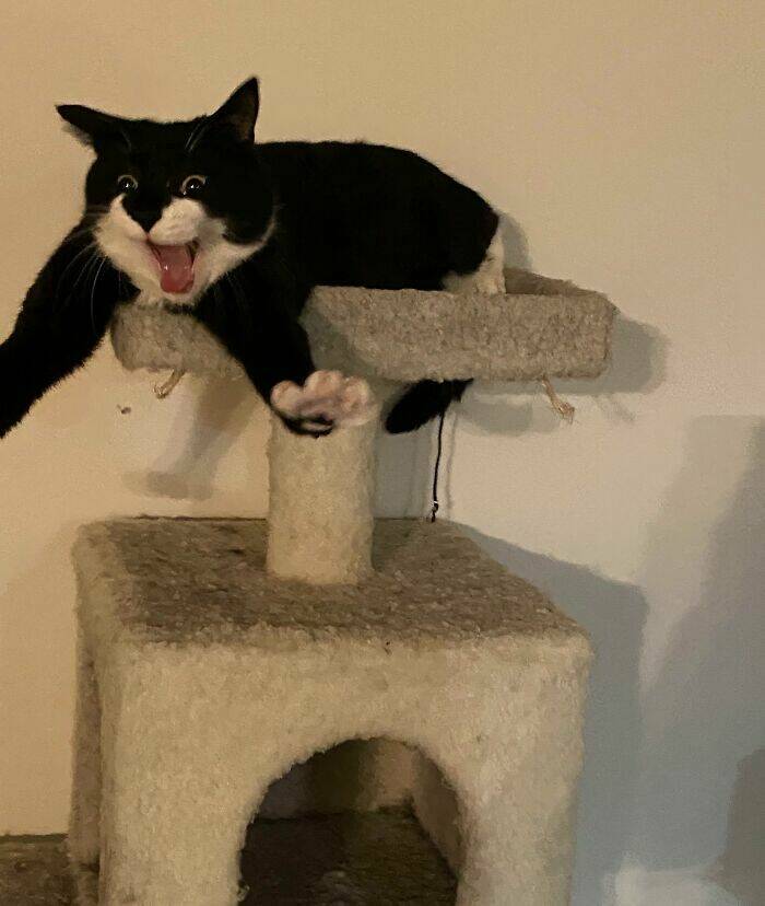 The Web Is Still Weird—and Hilarious