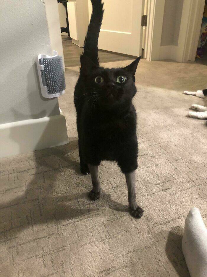 The Web Is Still Weird—and Hilarious