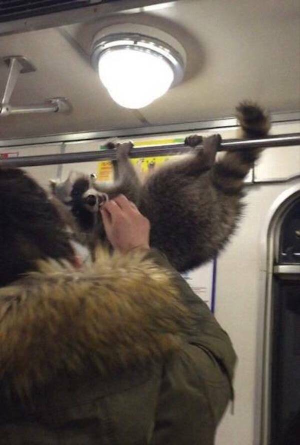 The Wildest Things Spotted on Subways