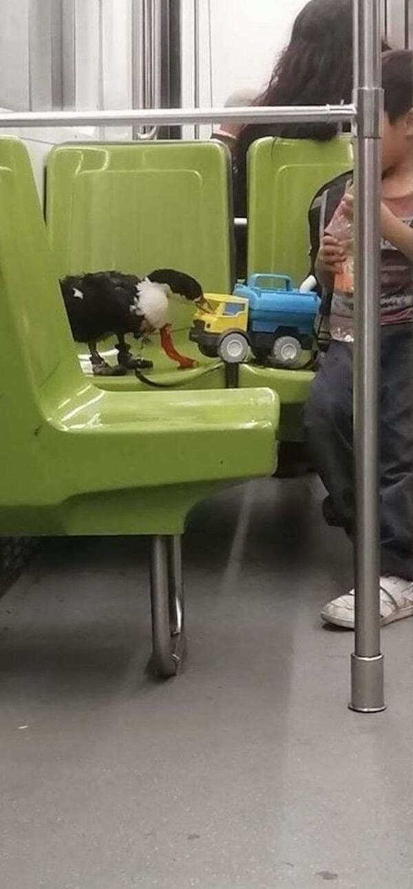 The Wildest Things Spotted on Subways