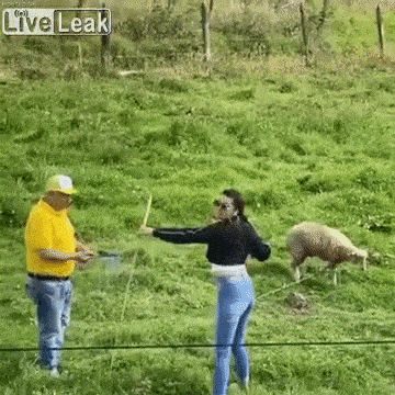 Daily Gifdump Daily Gifdump