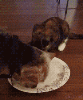 Daily Gifdump Daily Gifdump