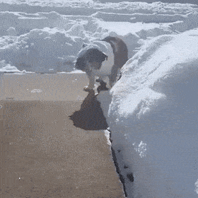 Daily Gifdump Daily Gifdump