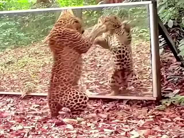 How Animals React Seeing Themselves In The Mirror