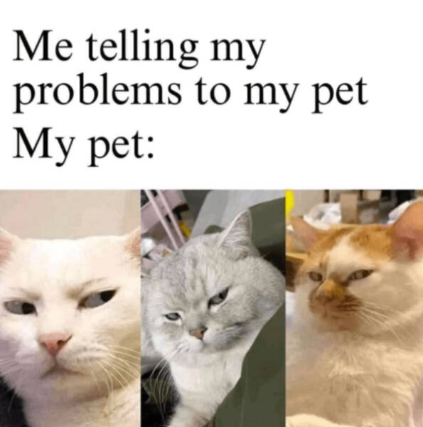 Internet Cats Doing Their Thing