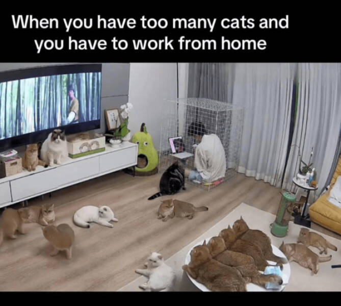 Internet Cats Doing Their Thing