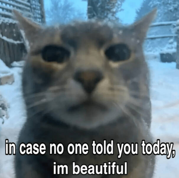 Internet Cats Doing Their Thing