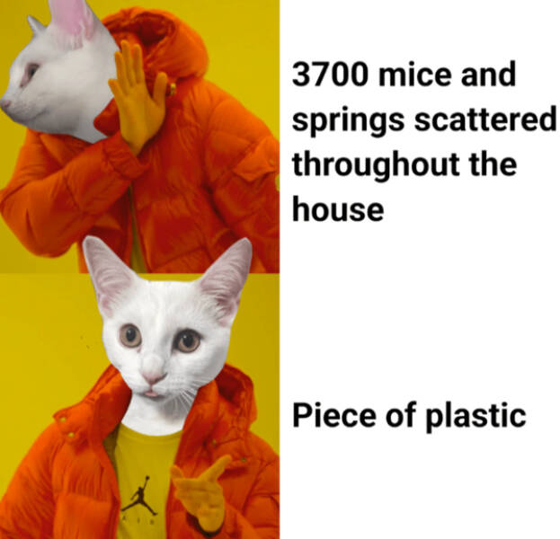 Internet Cats Doing Their Thing