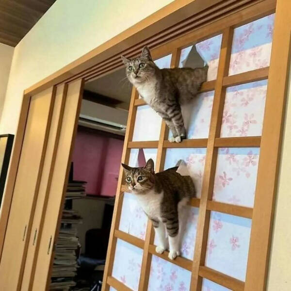 Internet Cats Doing Their Thing