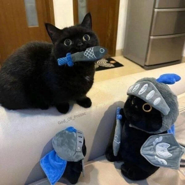 Internet Cats Doing Their Thing