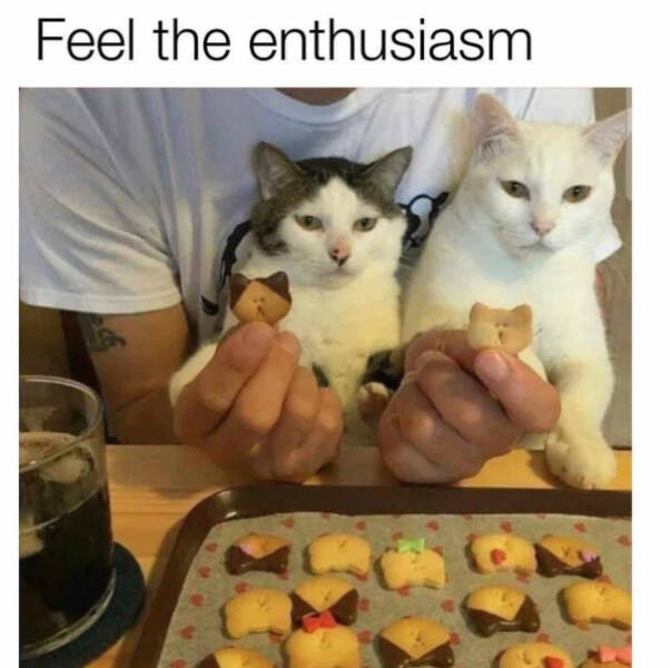 Internet Cats Doing Their Thing