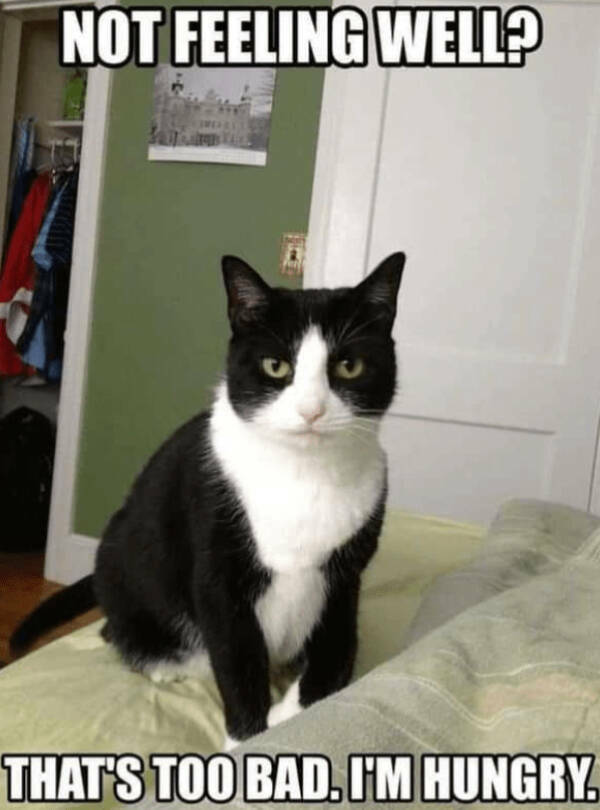 Internet Cats Doing Their Thing