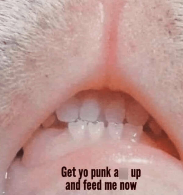 Internet Cats Doing Their Thing