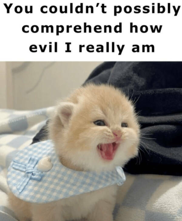 Internet Cats Doing Their Thing