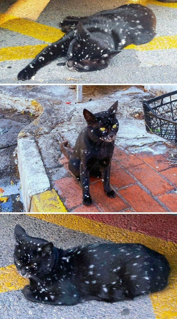 Internet Cats Doing Their Thing