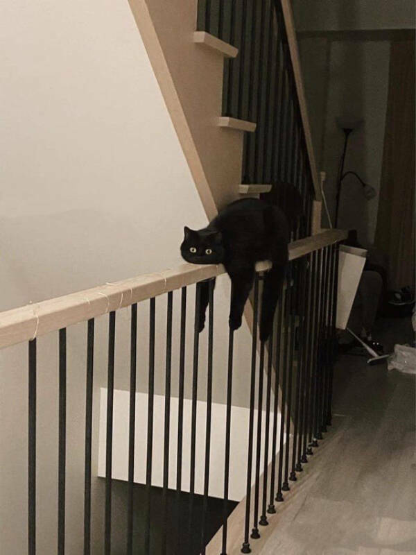 Internet Cats Doing Their Thing