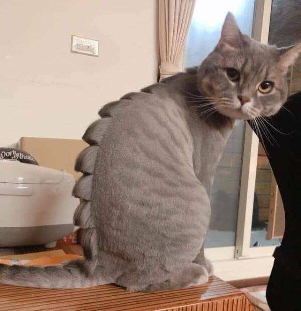 Internet Cats Doing Their Thing