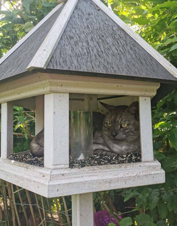 Internet Cats Doing Their Thing