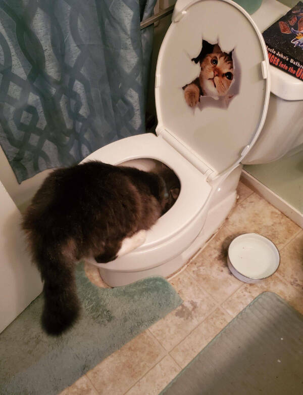 Internet Cats Doing Their Thing