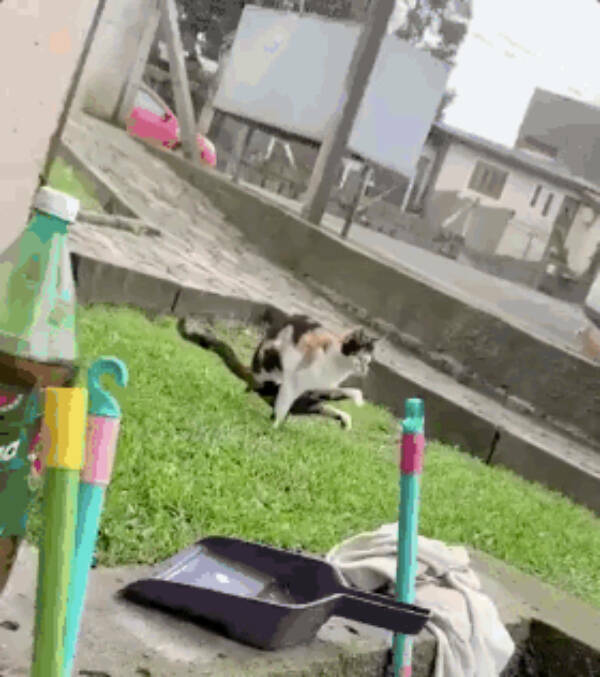 Internet Cats Doing Their Thing