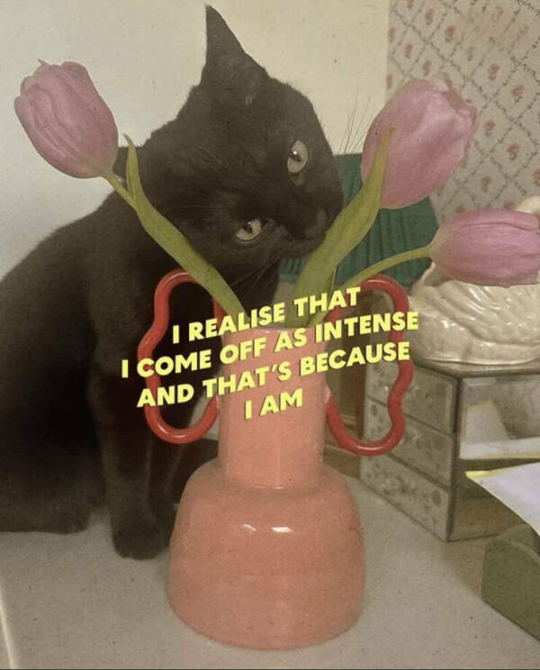 Internet Cats Doing Their Thing