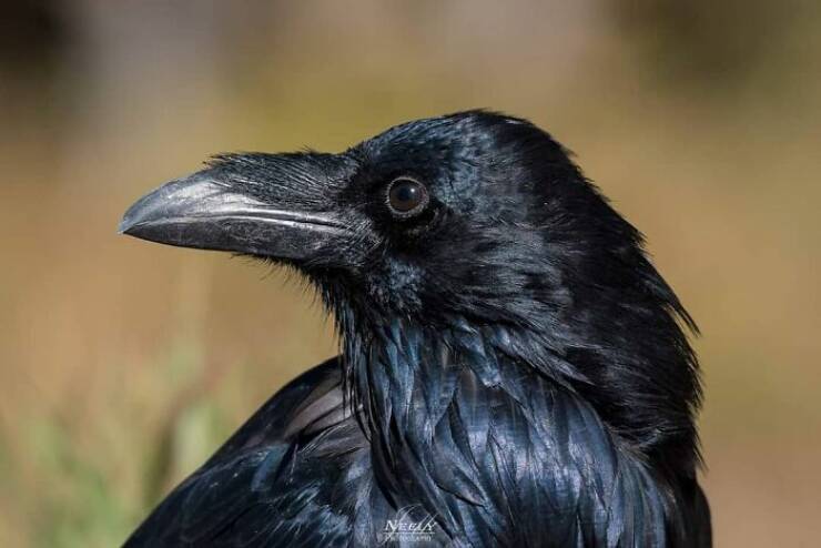 Jaw-Dropping Wildlife Photography Jaw-Dropping Wildlife Photography