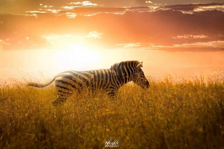 Jaw-Dropping Wildlife Photography Jaw-Dropping Wildlife Photography