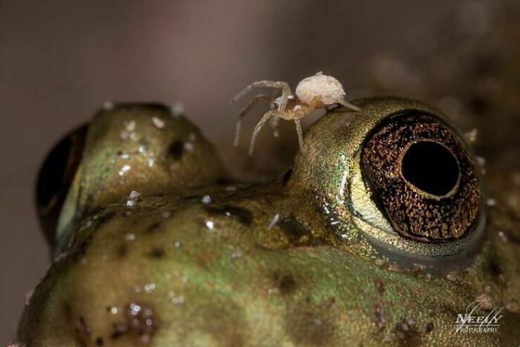 Jaw-Dropping Wildlife Photography Jaw-Dropping Wildlife Photography