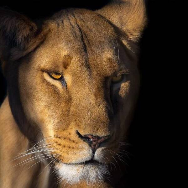 Jaw-Dropping Wildlife Photography Jaw-Dropping Wildlife Photography