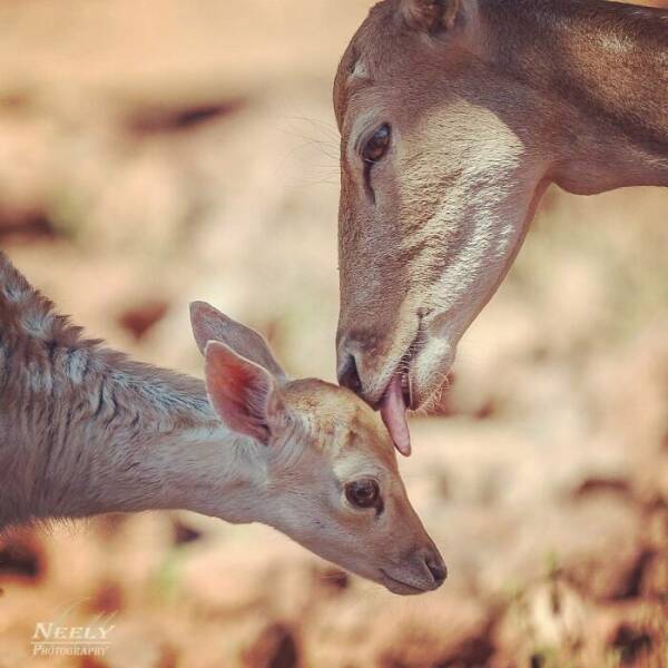 Jaw-Dropping Wildlife Photography Jaw-Dropping Wildlife Photography