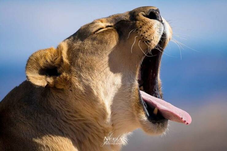 Jaw-Dropping Wildlife Photography