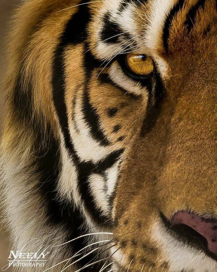 Jaw-Dropping Wildlife Photography Jaw-Dropping Wildlife Photography