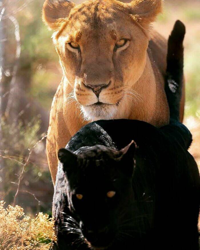 Jaw-Dropping Wildlife Photography Jaw-Dropping Wildlife Photography