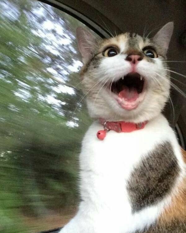 Uplifting Photos That Radiate Pure Joy