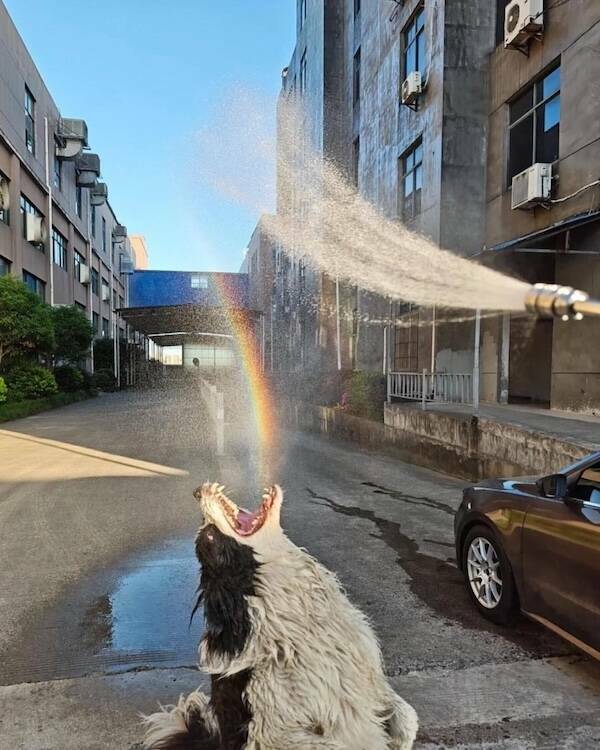 Uplifting Photos That Radiate Pure Joy