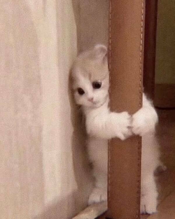 Uplifting Photos That Radiate Pure Joy Uplifting Photos That Radiate Pure Joy